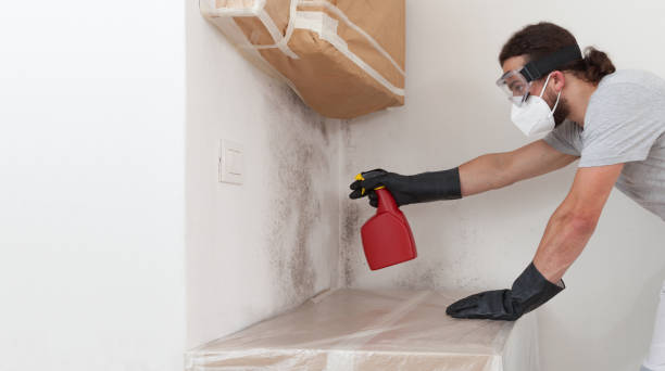 Basement Mold Remediation treatment on basement walls in Riva