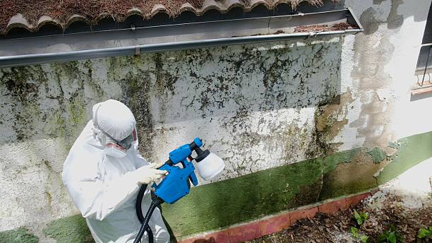 Mold Removal service in Riva